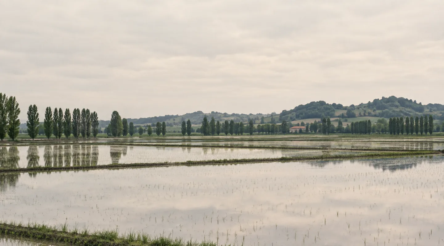 Risaie allagate che riflettono un cielo coperto, separate da filari di pioppi, con basse colline boscose sul fondo
